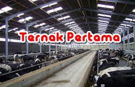 Check spelling or type a new query. Cara Membuat Kandang Sapi Modern Dan Tradisional Yang Benar