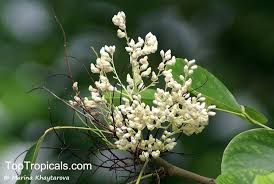 Image result for Dalbergia