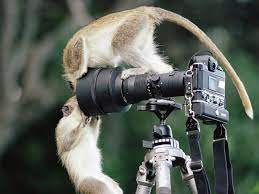 Epingle Par Vonne Debee Sur Trust Me I M A Photographer Animaux Animaux Droles Animaux Mignons