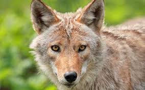Supply chain solutions to fuel your business. Random Thoughts And Observations On Coyotes Virginia Dwr