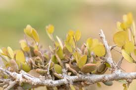 Image result for Cadaba