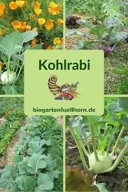 Der Anbau Von Kohlrabi Kohlrabi Pflanzen Biogarten Nutzgarten Anlegen
