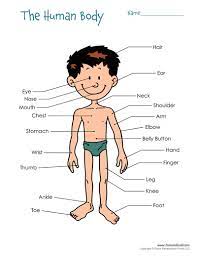 This is a helpful diagram of sorts that will allow children to see the body part and learn the name of it. Free Printable Human Body Diagram For Kids Labeled And Unlabeled
