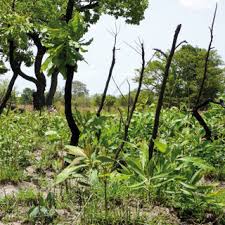 Image result for Terminalia macroptera