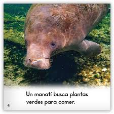 The term sea cow is a reference to the species' slow, peaceful, herbivorous nature, reminiscent of that of bovines. El Manati Zoozoo Mundo Animal Hameray Publishing