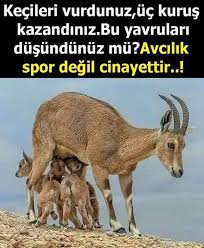 Internetin Kalbi 2020 Hayvanlar Keciler