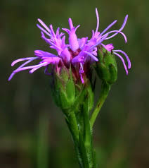 Image result for Vernonia oligocephala