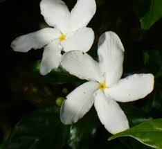 Image result for Tabernaemontana odoratissima