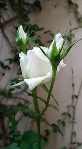 Pin By Kittinan Promrin On Roses White Roses Beautiful Roses Colorful Garden