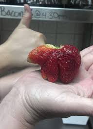 15 Fruits Et Legumes Aux Formes Insolites 2tout2rien Fruits Amusants Fruits Et Legumes Nourriture Drole
