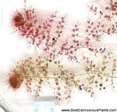 Image result for Utricularia stellaris