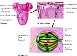 Image result for Taste Sensation