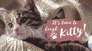Funniest Pets Try Not To Laugh Best Of The 2020 Funny Animal Videos Cute Cat Gif Cat Videos Youtube Cat Gif