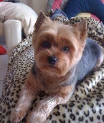 Short Haircut Yorkie Terrier Yorkie Yorkie Haircuts
