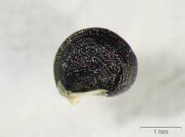 Image result for Talinum crispatulum