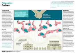 Image result for scabies transmission