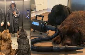 El perro es desde tiempos ancestrales el inseparable compañero del hombre. Diego Ramos Les Da Vida De Reyes A Sus Perros Terranova Les Seca El Pelo Con Una Aspiradora Futurista Revista Paparazzi