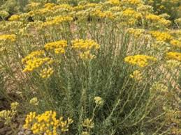 Image result for Helichrysum chasei