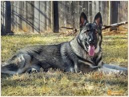 German shepherds are dogkind's finest herding and guardian dogs. Extra Large German Shepherd Puppies For Sale Sable German Shepherd German Shepherd Dogs Large German Shepherd