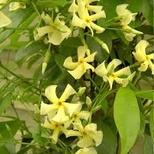 jasmin persistant asiaticum jasmin jaune jasmin etoile plante grimpante