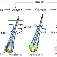 Hair growth passes through four distinct phases in its life cycle. Hair Cycle Anagen Phase Catagen Phase And Telogen Phase Download Scientific Diagram