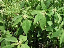 Image result for Euphorbia heterophylla