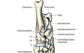 Start studying dog leg bone diagram. Dog Anatomy Mobility Health