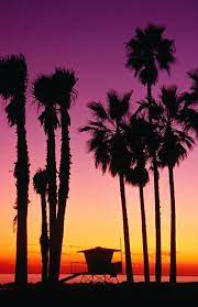 Find the best deals for california palm trees. Palm Trees At Sunset Venice Beach Venice Beach Sunset Palm Trees