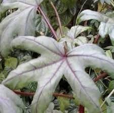 Maybe you would like to learn more about one of these? Jual Tanaman Obat Daun Gedi Penguat Kandungan Dan Penambah Kesuburan Lazada Indonesia