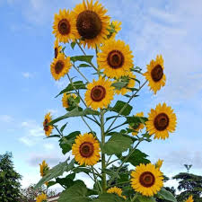 Bunga matahari atau biasa disebut sunflower tidak hanya memiliki bentuk mirip dengan matahari, tetapi pertumbuhannya juga sangat bergantung pada intensitas sinar matahari. 5 Biji Benih Bunga Matahari Kanigara