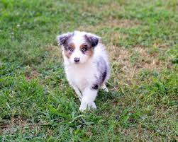 These dogs are also wonderful with children and extremely devoted and loving to their owners. Price Kicking K Australian Shepherds