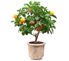 If the roots are matted around the edge of the root ball, make shallow, vertical knife cuts through the matted roots at 3 or 4 points around the circumference. Dwarf Grafted Fruit Trees Fruit Trees
