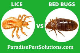 Cetaphil Lice Treatment Step By Step Guide
