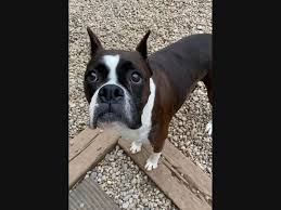 These pet adoption statistics and facts for 2021 will answer some questions you might have and enlighten you on things you might not have been aware of. Pet Adoption In The Shakopee Area New Pets Added This Week Shakopee Mn Patch