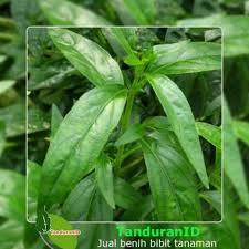 May 1, 2008 admin artikel. Jual Tanaman Herba Sambiloto Kota Magelang Petani Id Tokopedia