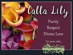 Calla Lily Meaning Symbolism Flower Meanings Lily Meaning Calla Lily Flower Meanings