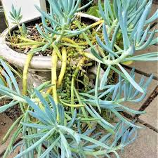 Image result for Senecio greenwayi