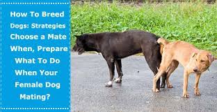 To start breeding, you need to have a female dog that is capable of having puppies, called a dam, as well as a virile male dog, called a stud, to impregnate her. How To Breed Dogs Strategies Choose A Mate When Prepare What To Do When Your Female Dog Mating Petxu