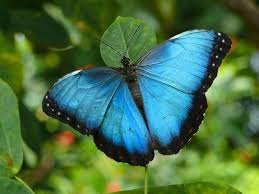 Download free image blue butterflies. Stunning Blue Butterflies From Around The World Australian Butterfly Sanctuary