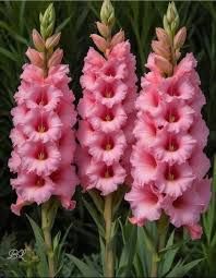 Image result for Gladiolus decoratus
