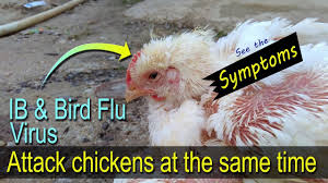 More than a dozen types of bird flu have been identified, including the two strains signs and symptoms of bird flu may begin within two to seven days of infection, depending on the type. Bird Flu Symptoms In Chickens é³¥ ã‚¤ãƒ³ãƒ•ãƒ«ã‚¨ãƒ³ã‚¶ ç—‡çŠ¶ Vet Student Vet Tech Learn At Poultry Ranch Youtube