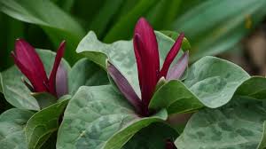 Trillium Pflanzenblatter Bluhende Pflanzen Garten Pur