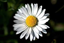 Check spelling or type a new query. 20 Kostenlose Herbarium Und Herbst Bilder Pixabay