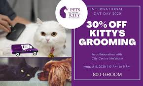 Find cavapoo puppies for sale and dogs for adoption. Pets In The City Pet Groomer Dubai United Arab Emirates 269 Photos Facebook