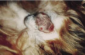 Image result for scrotum dog skin peeling