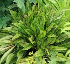 This perennial pond plant is very easy to grow in part sun to part shade in moist soil. Bloody Dock Rumex Sanguineus Wisconsin Horticulture