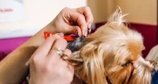 Wait at least 48 hours for treatments to work before washing your dog's fur clean. How Should I Transition From One Flea And Tick Medication To Another Petcoach