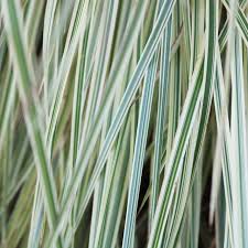 Image result for Schizachyrium