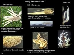 Image result for Pandanus sp. B