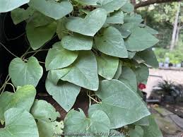 Image result for Aristolochia hockii